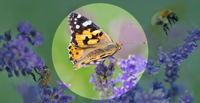 Biodiversity Leaders Programme